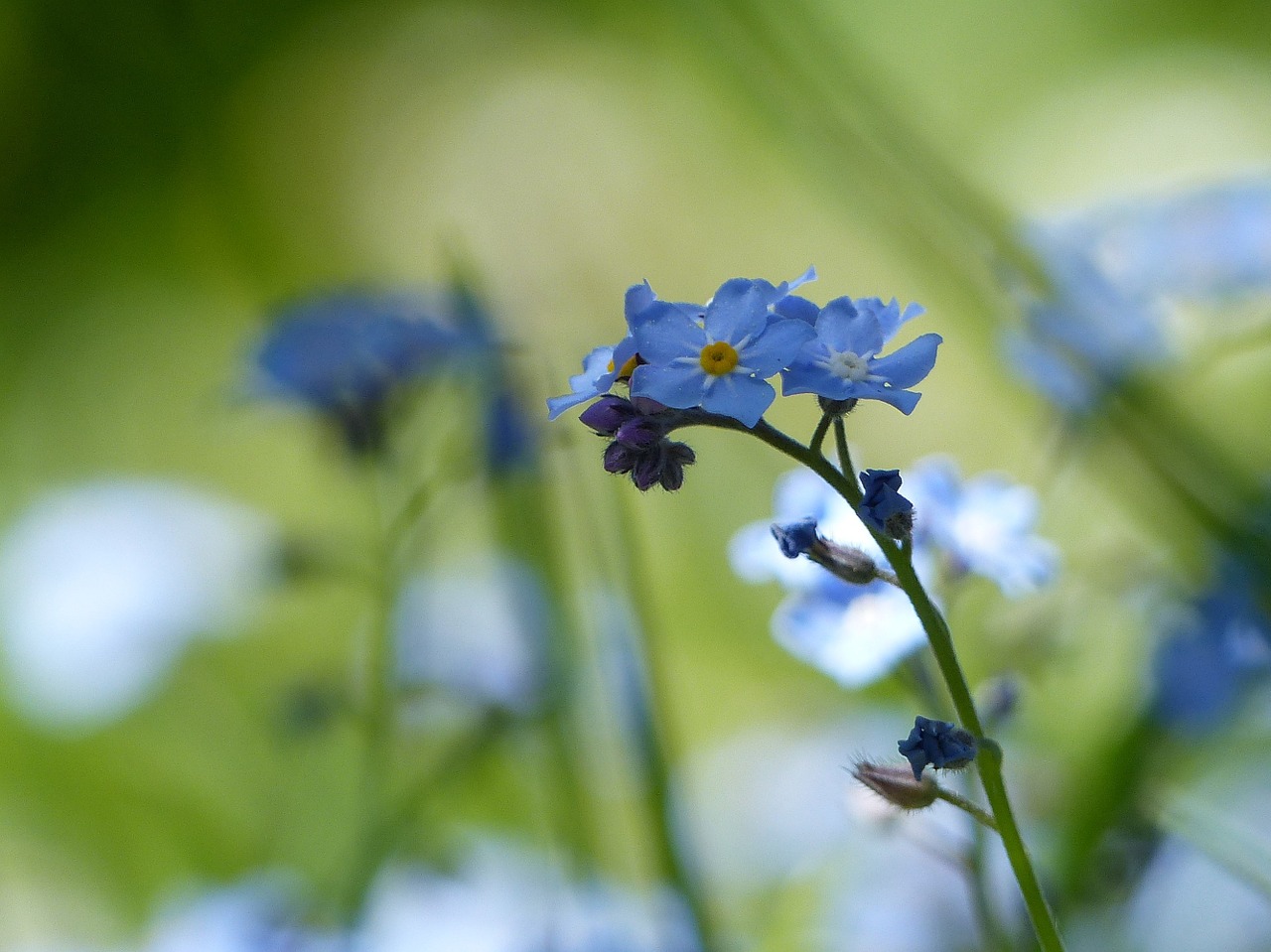 forget me not flower spring free photo