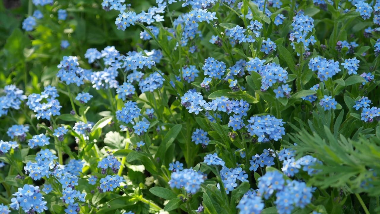 forget me not flower meadow free photo