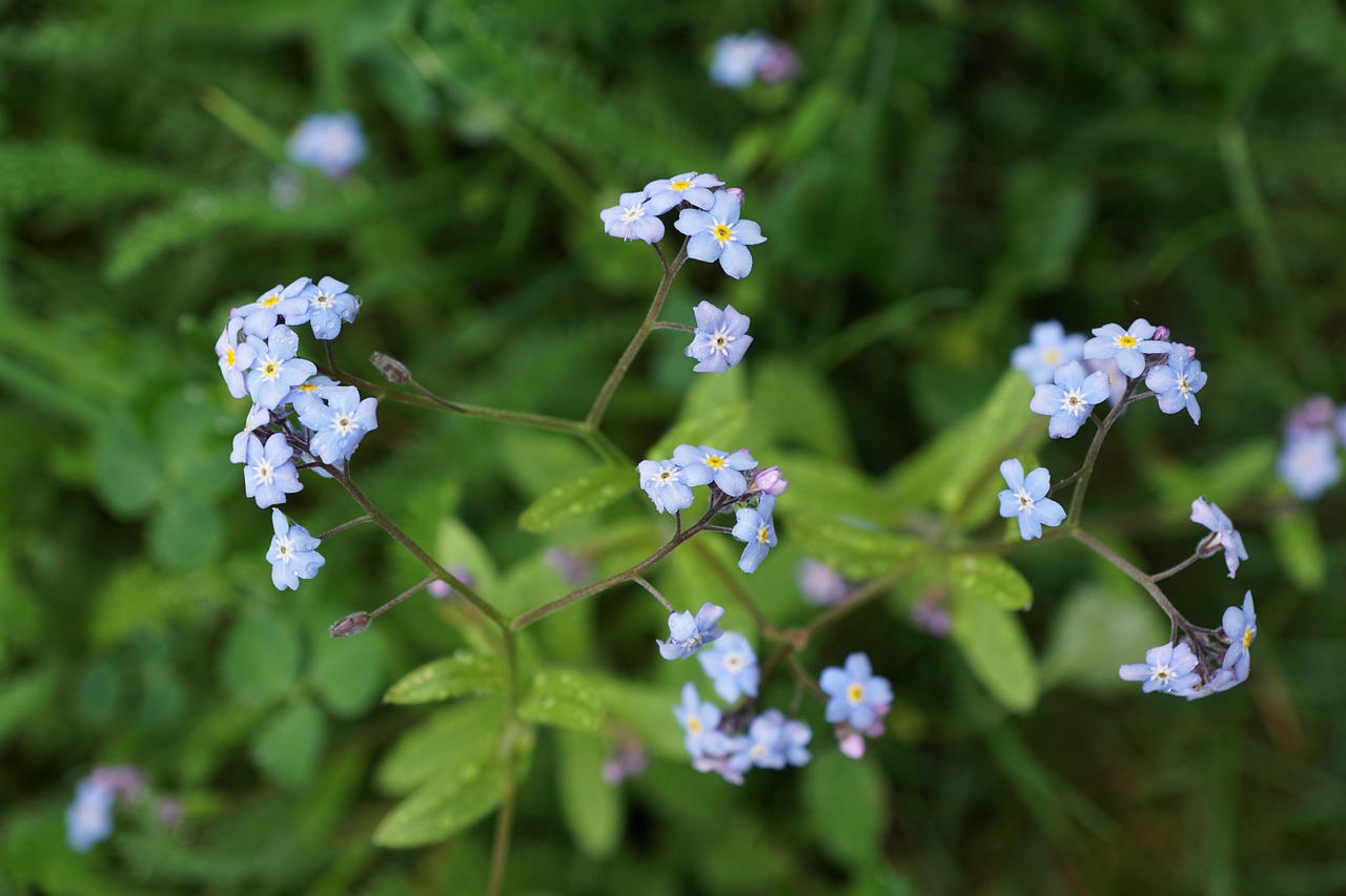 forget me not flower blue free photo