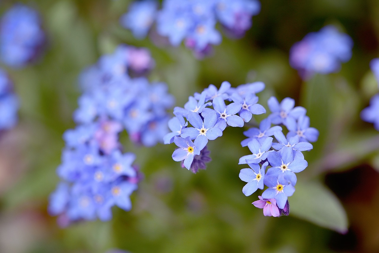 forget me not flower plant free photo