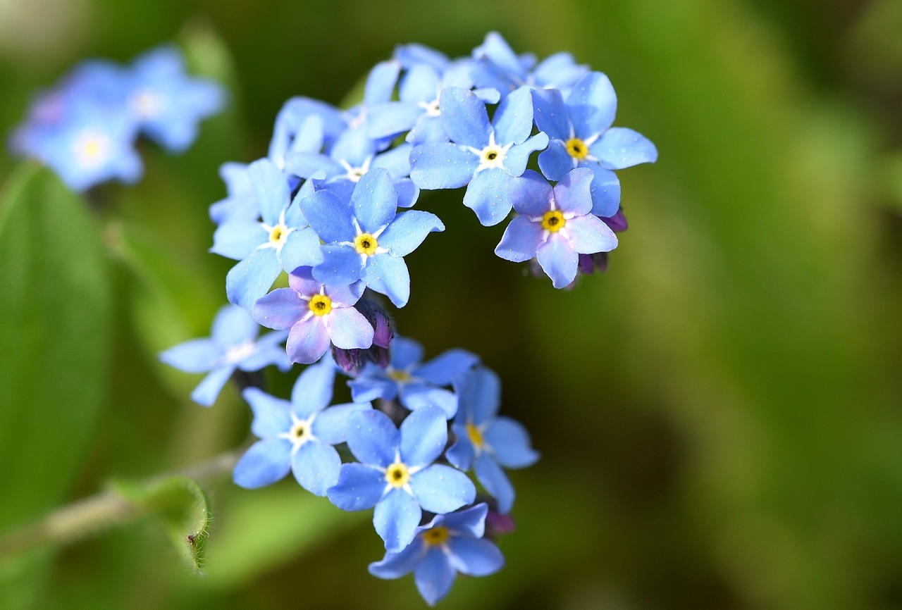 forget me not flower pointed flower free photo