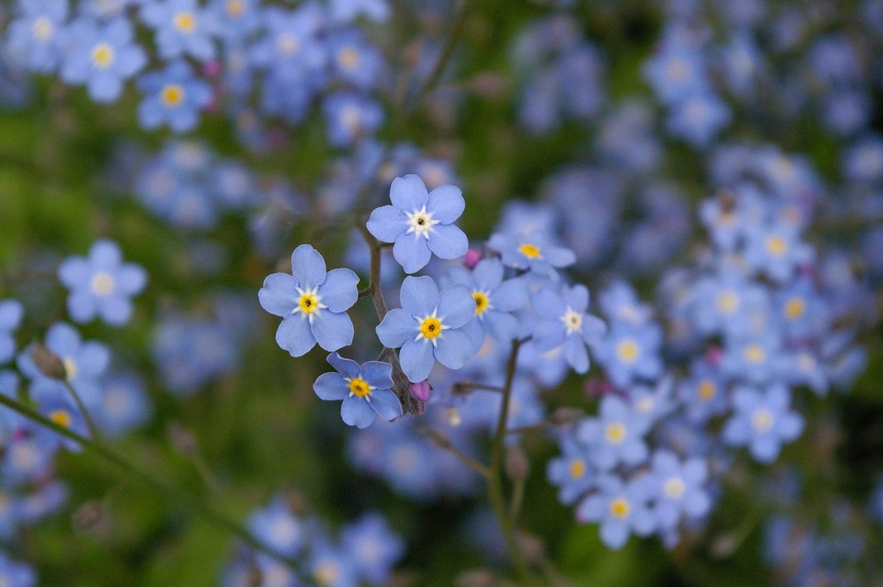 forget me not blue tender free photo