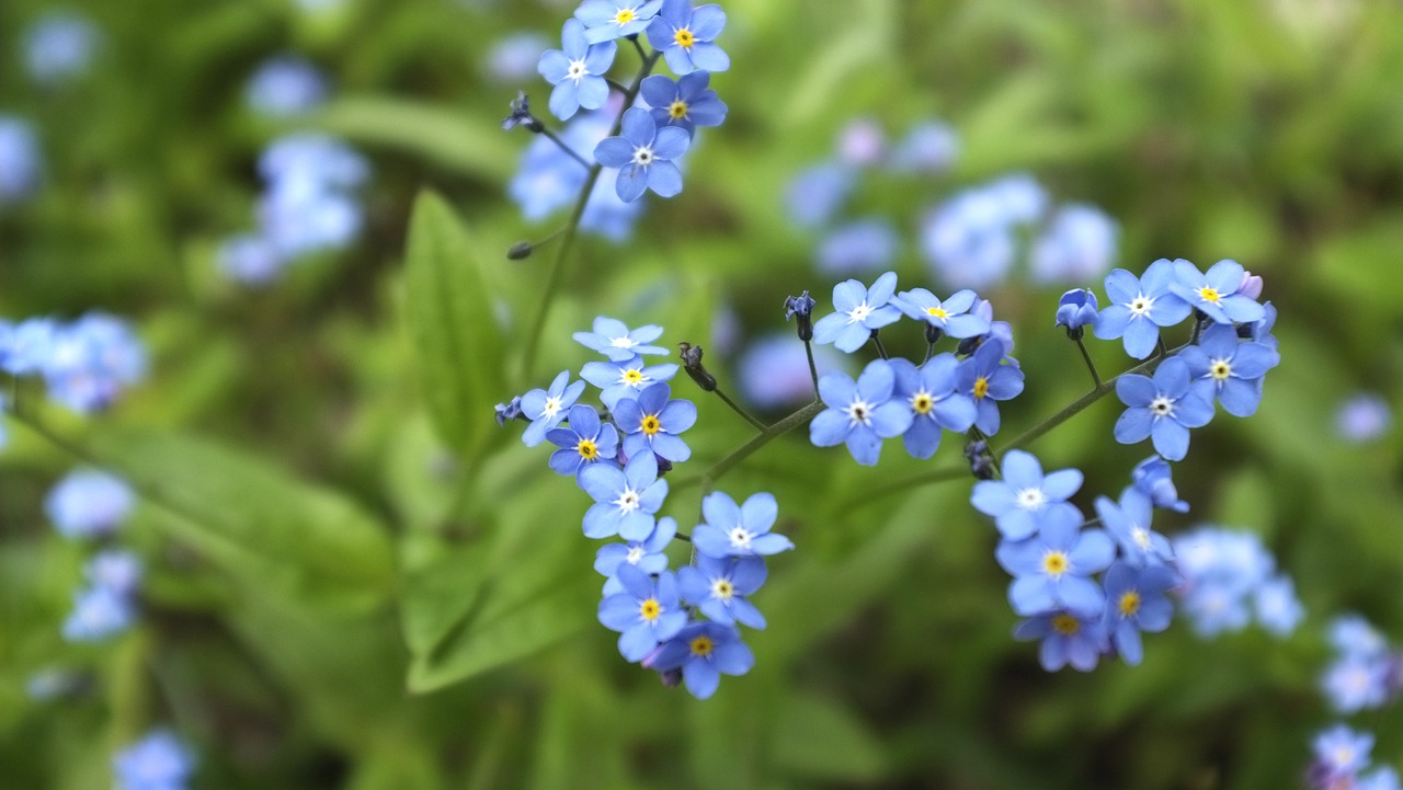 forget me not meadow blue free photo