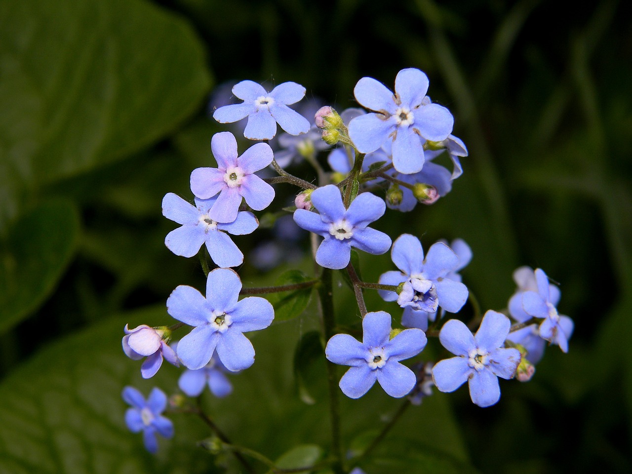 forget-me-not flower blue flower free photo