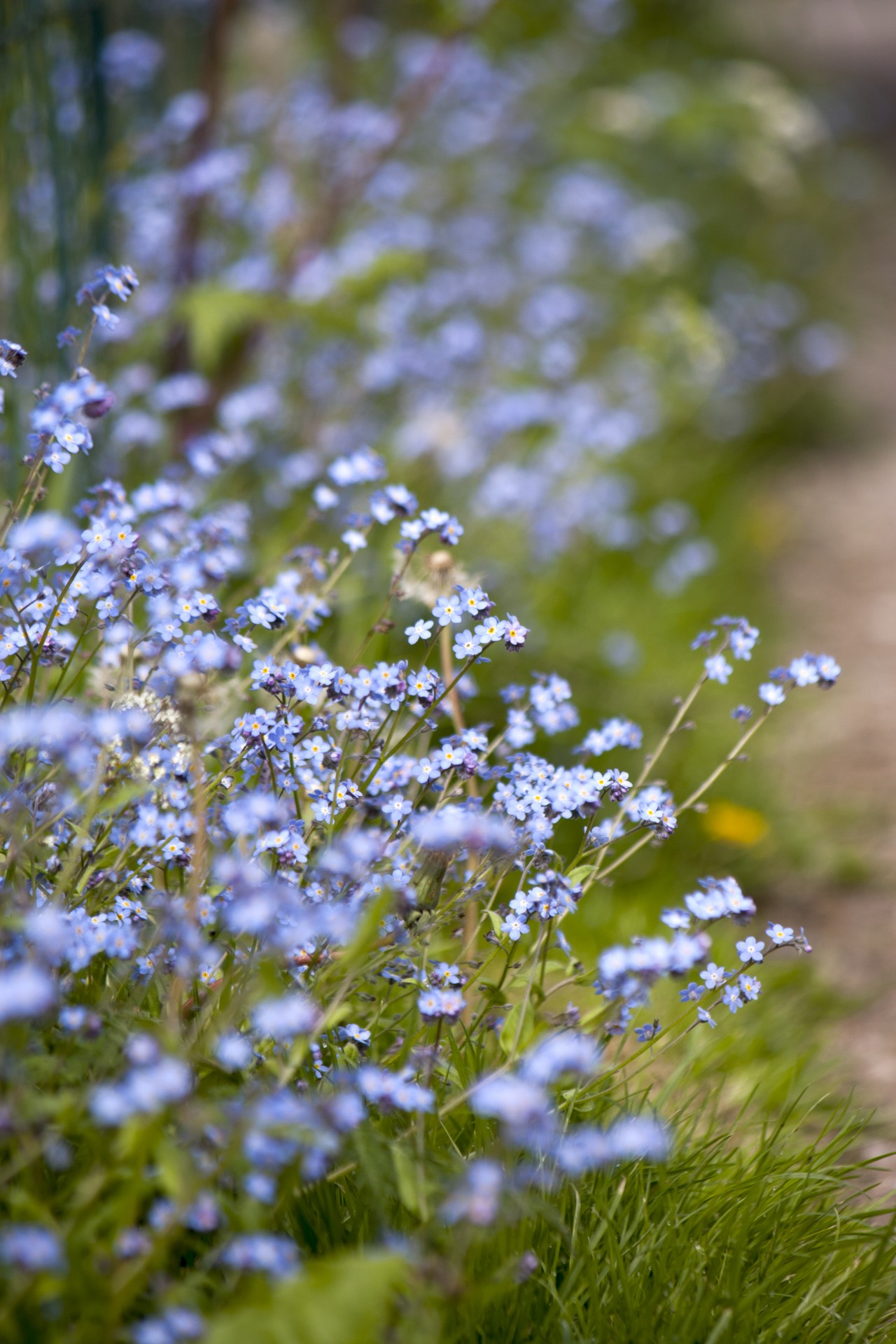 forget-me-nots flowers wild free photo
