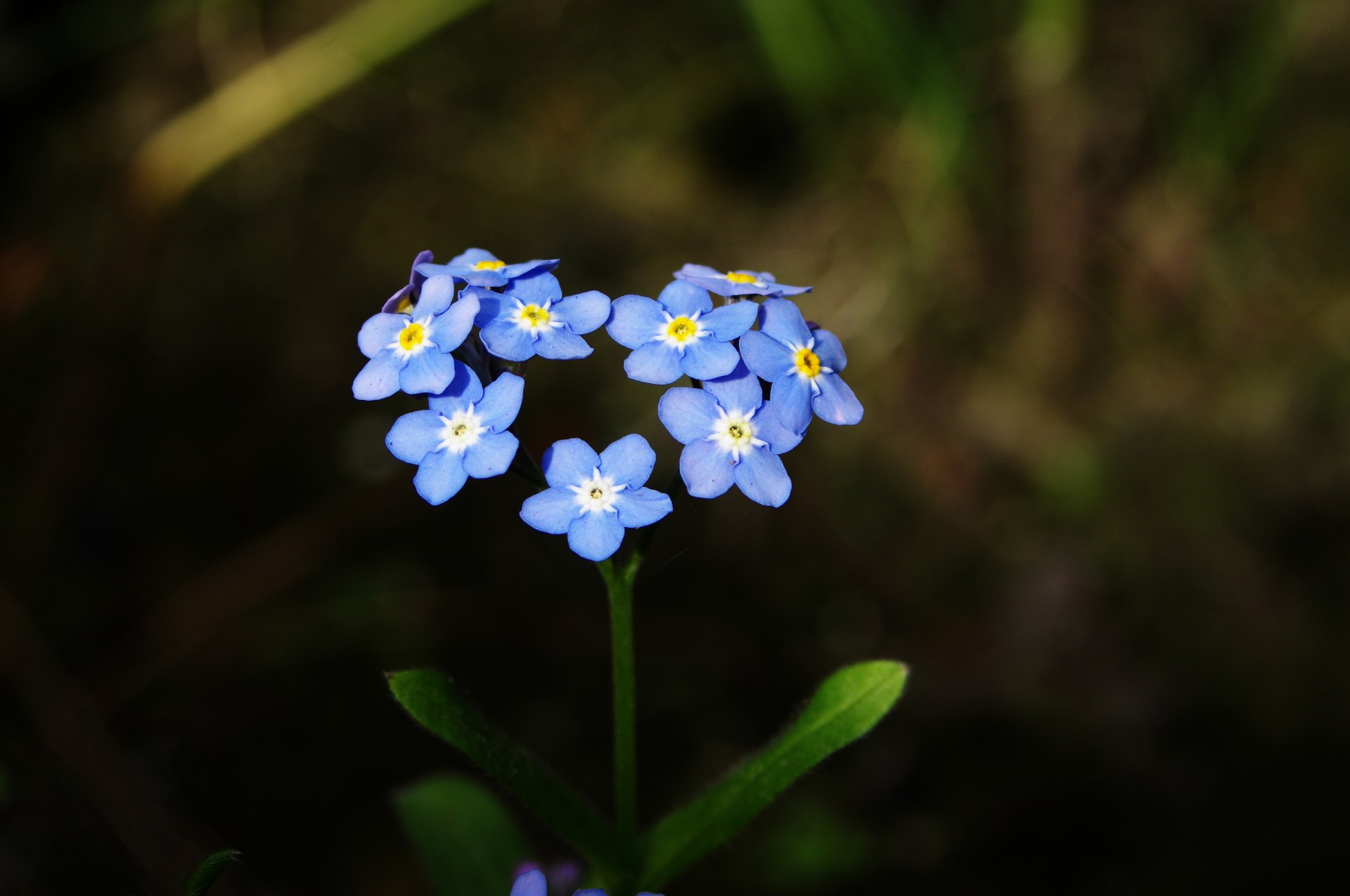 forget-me-not flower heart free photo