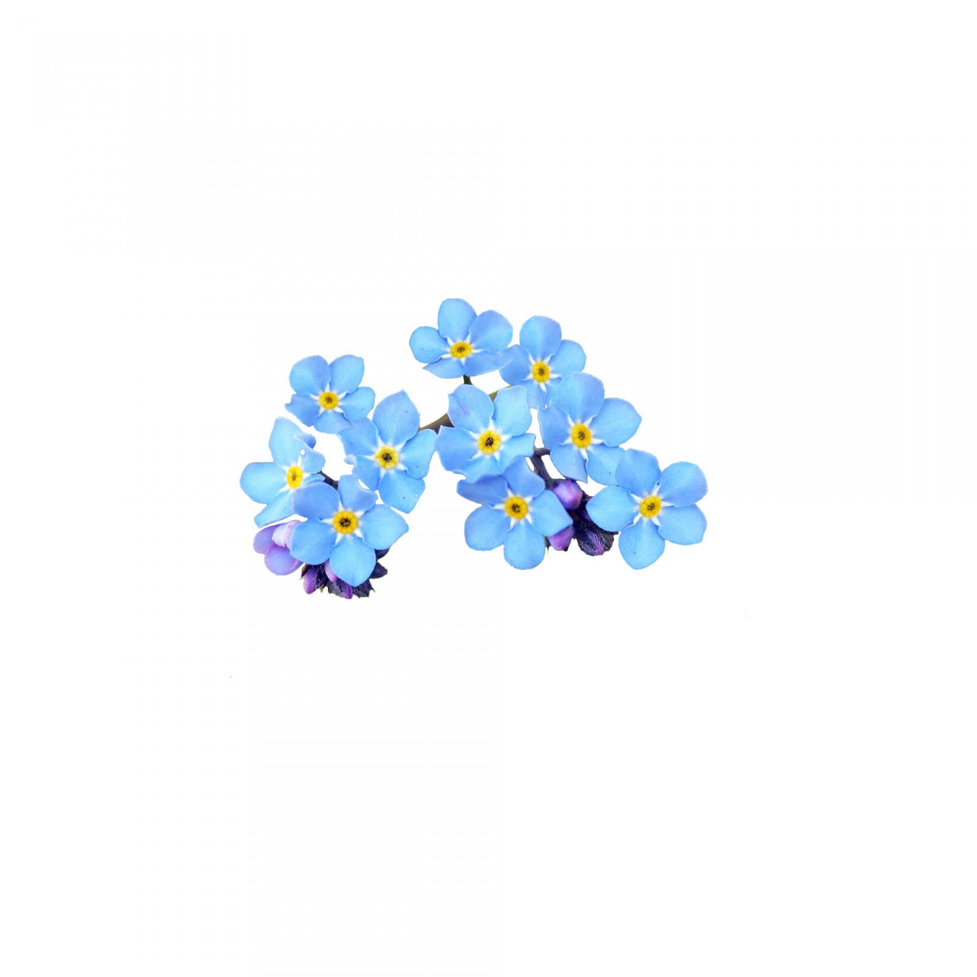 forget-me-not flower isolated free photo