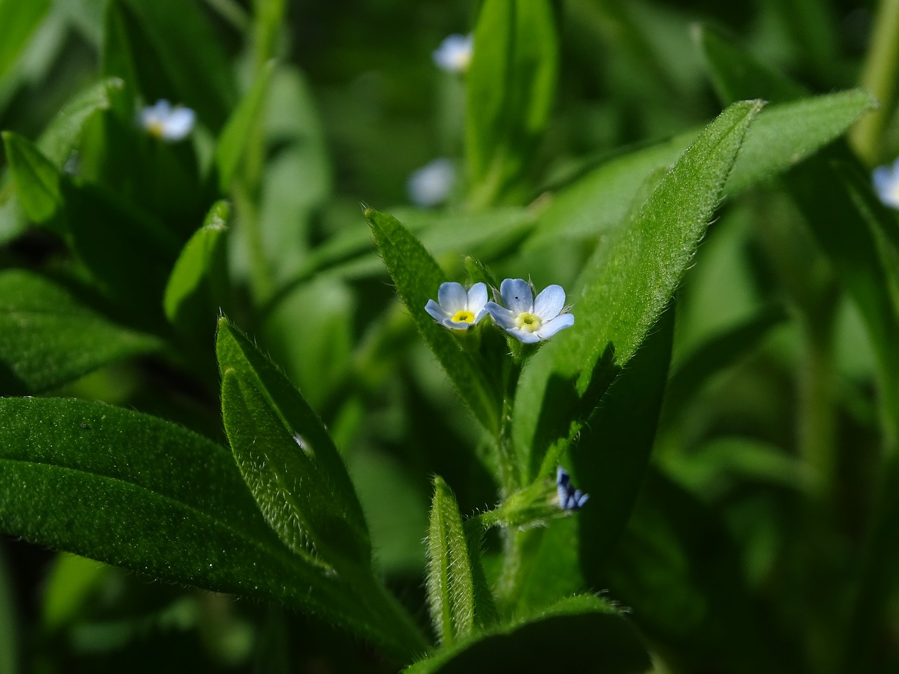 forget-me-nots  grass  flower free photo