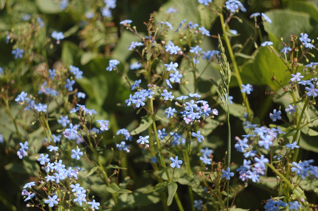 forget-me-nots  flowers  green free photo