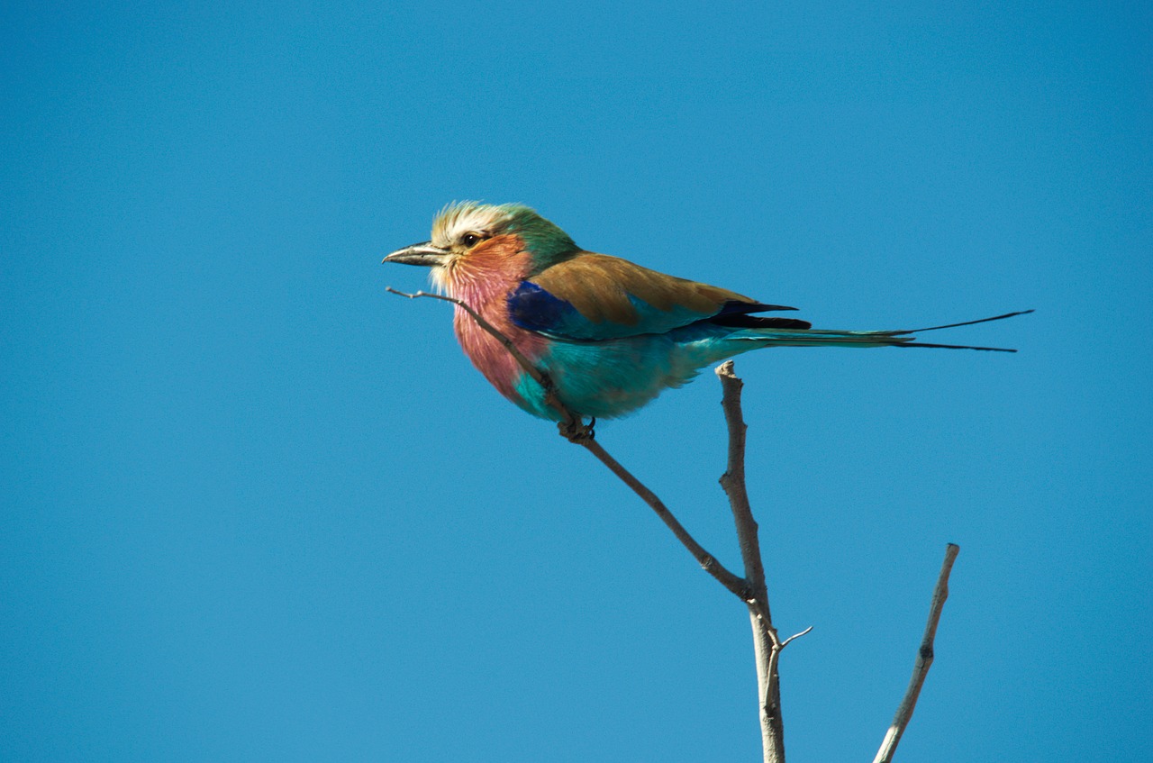 forked roller bird colorful free photo
