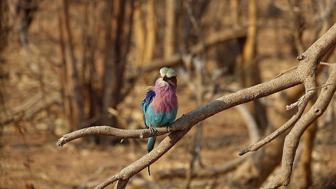 forked roller bird africa free photo