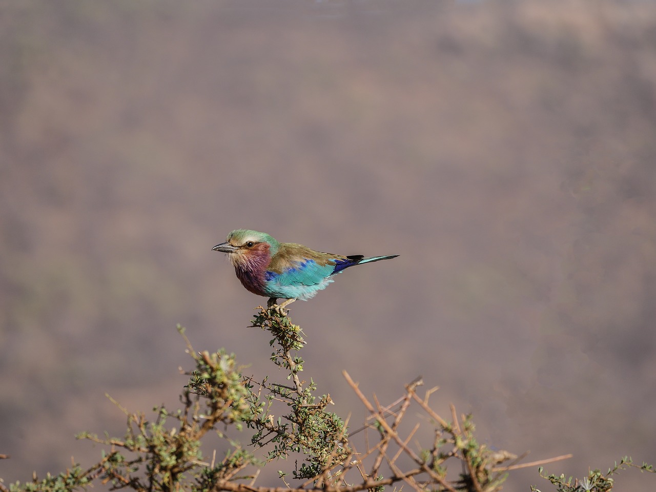forked roller colorful bird free photo