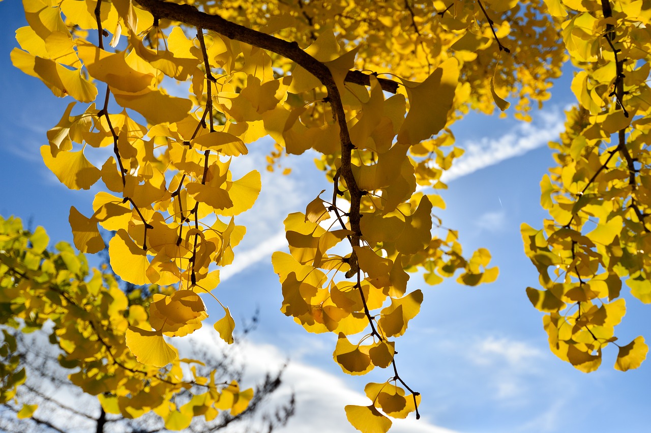 former master of the road ginkgo biloba contrail free photo