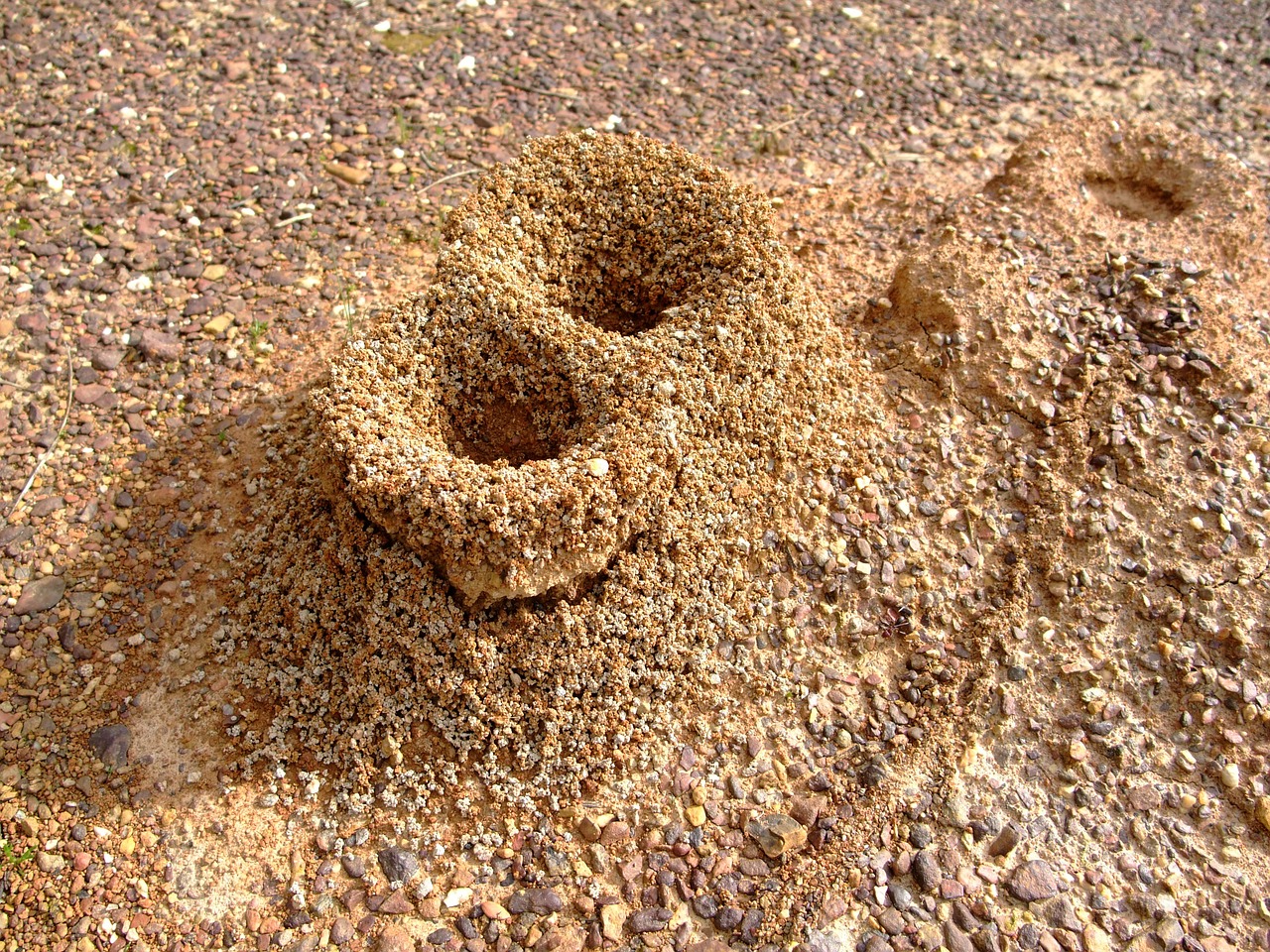 formicary anthill ants free photo