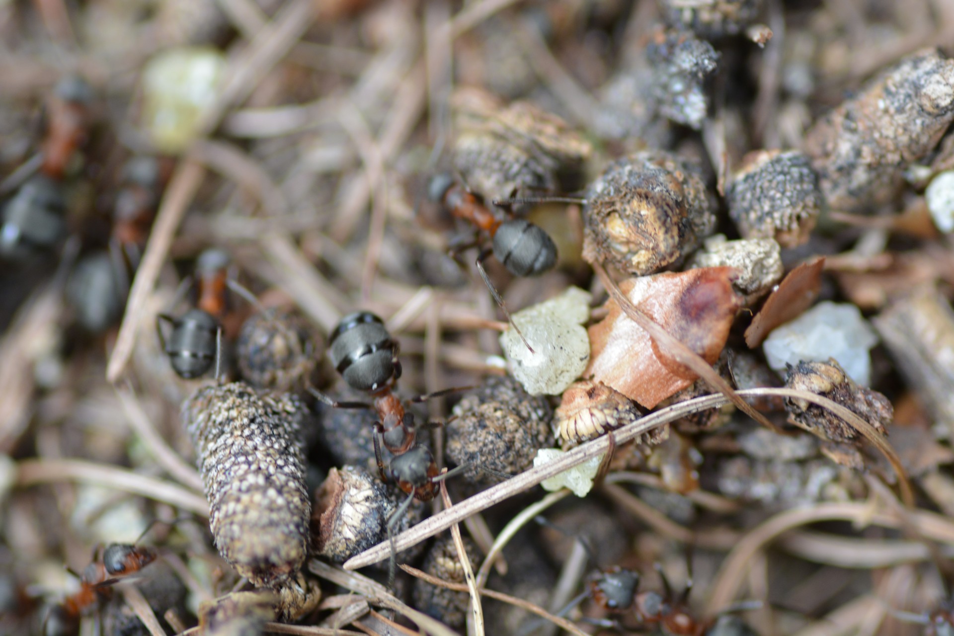 ants insects anthill free photo