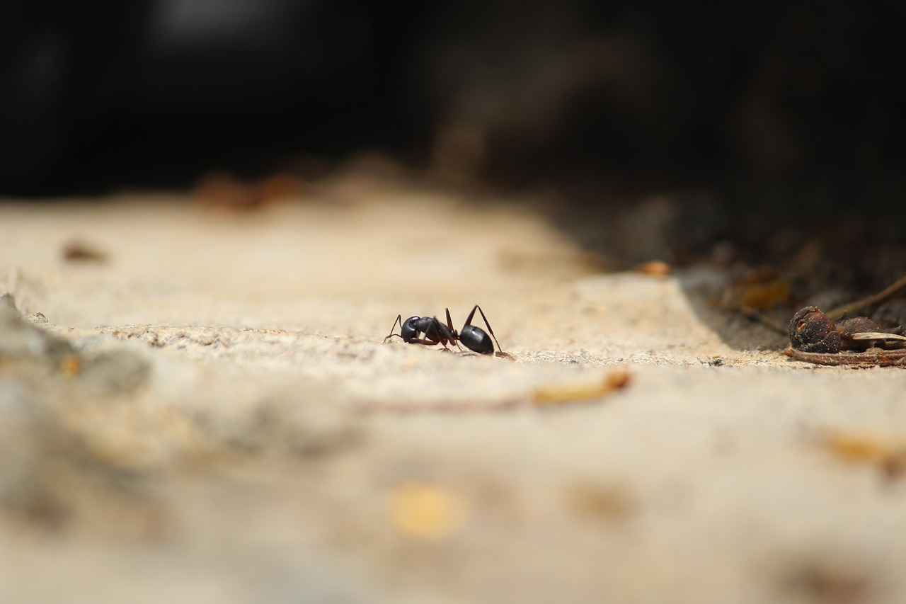 formicidae ant common ant free photo