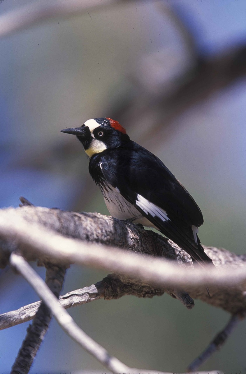 formicivorus melanerpes acorn free photo