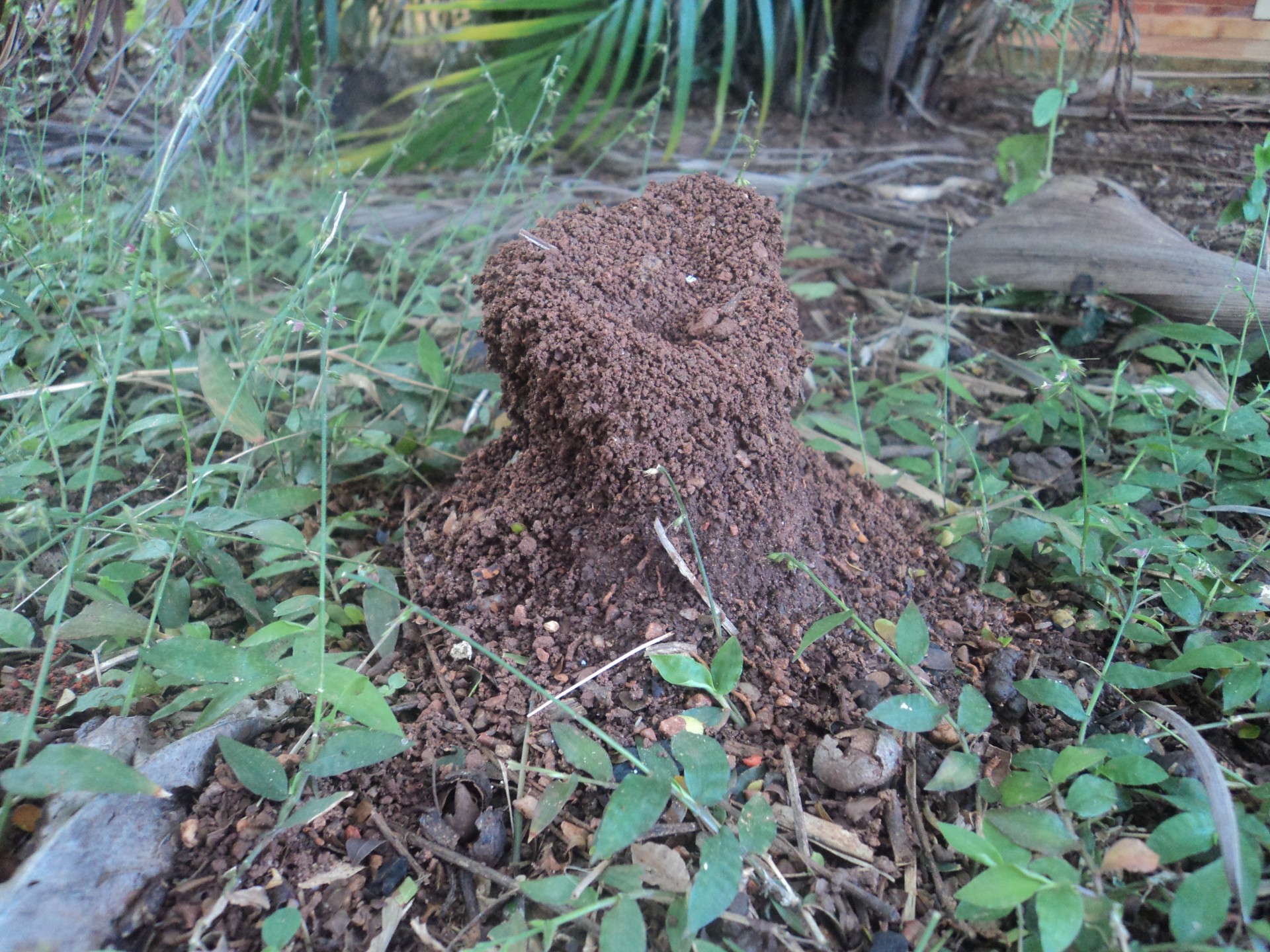 anthill anthill free pictures free photo