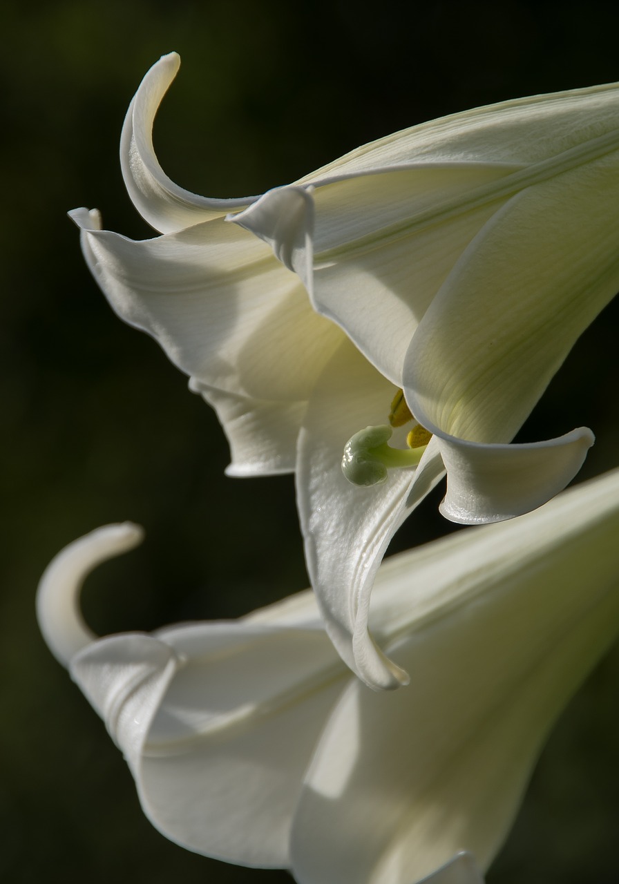 formosa lily lilium formosanum lily free photo