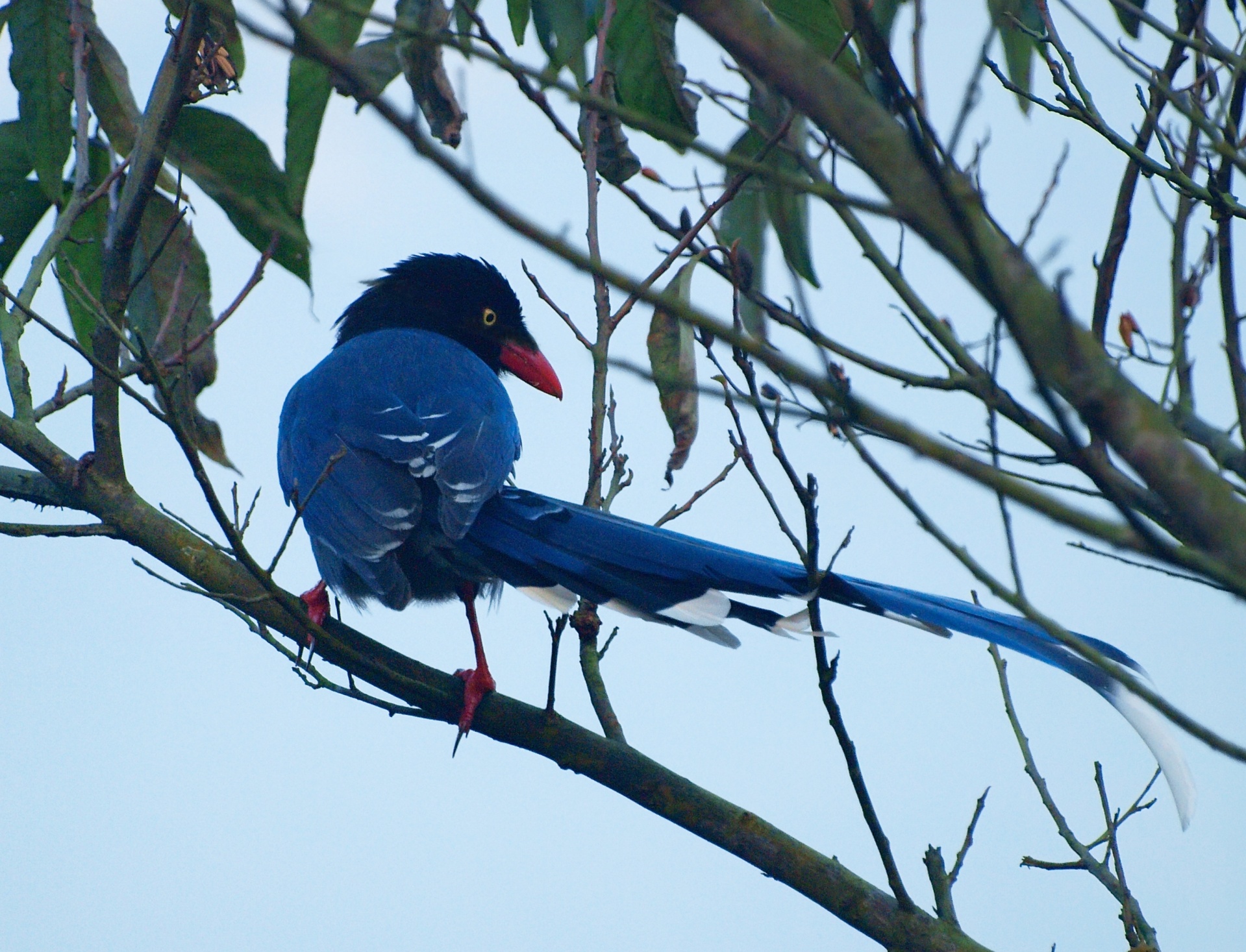 blue magpie formosan yangmingshan free photo