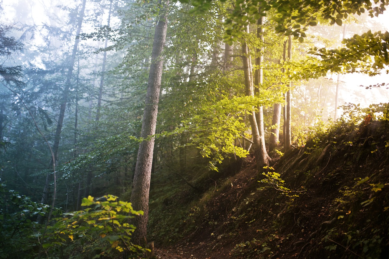 forrest trees fog free photo