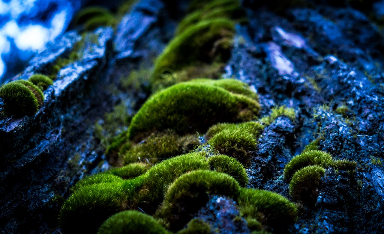 forrest macro photography moss free photo