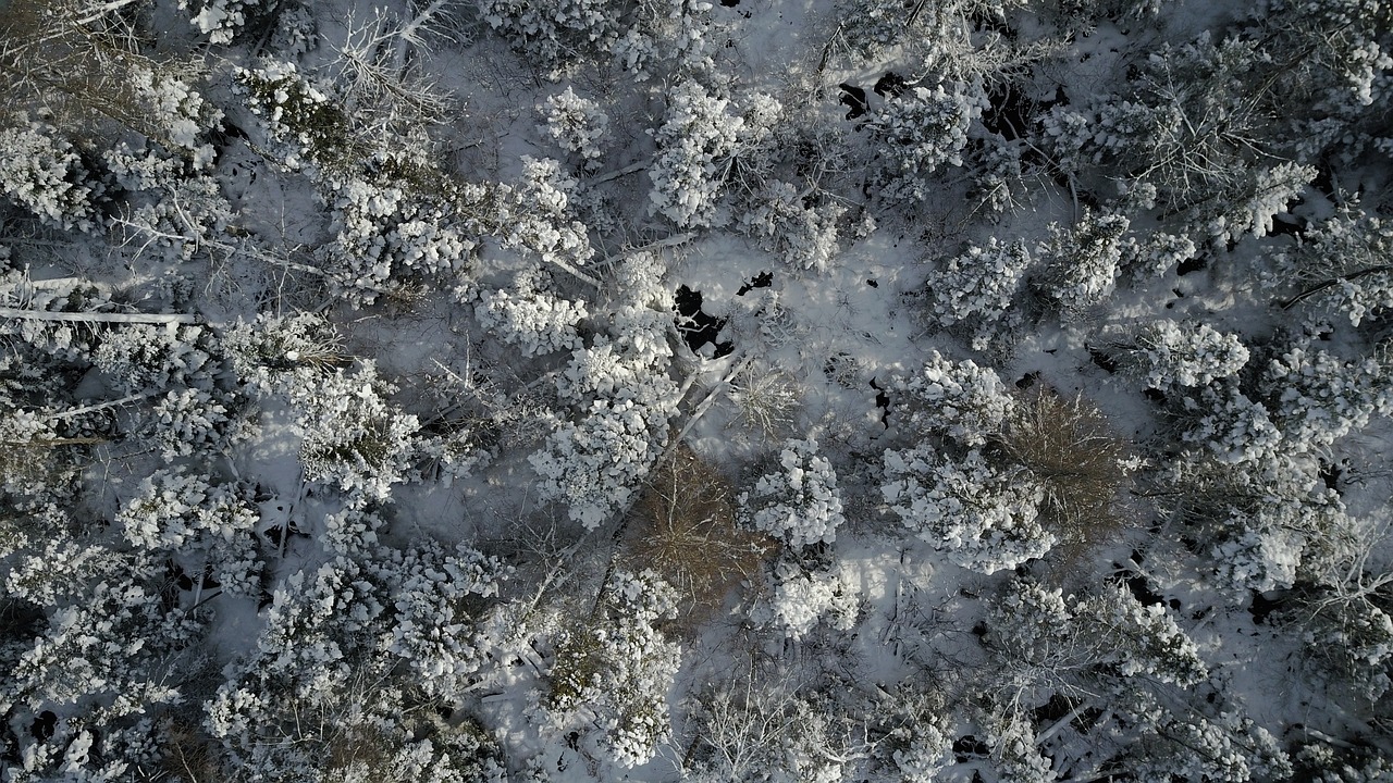 forrest winter drone free photo