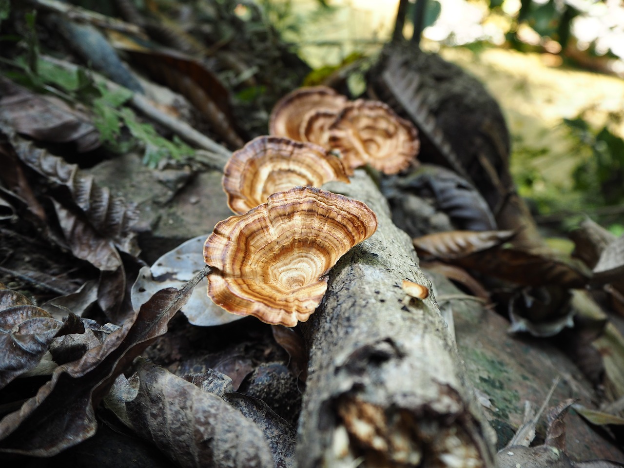 forrest  funges  mushroom free photo