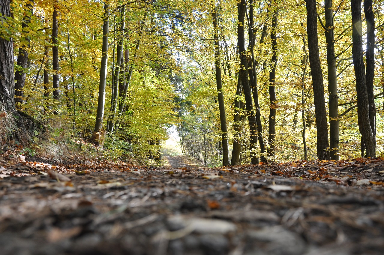 forrest  wood  tree free photo