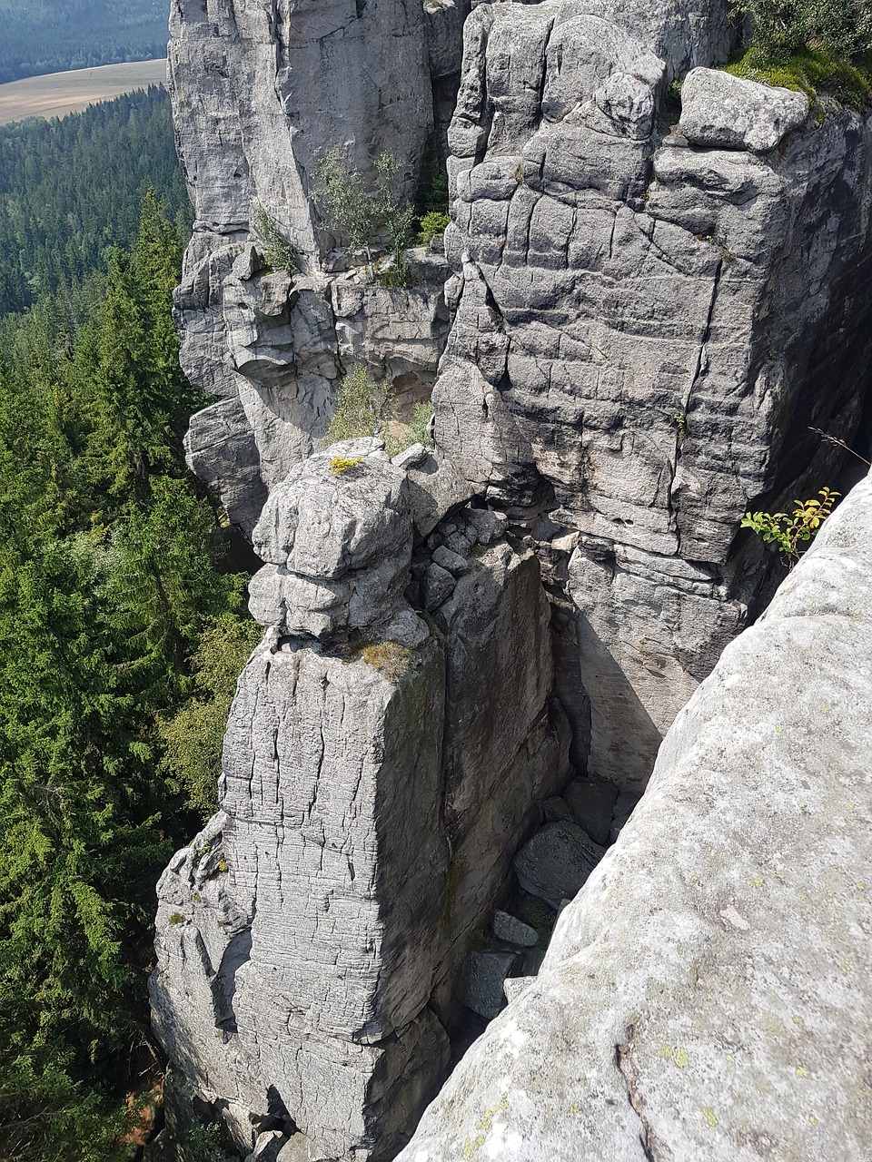 forrest  mountains  stones free photo