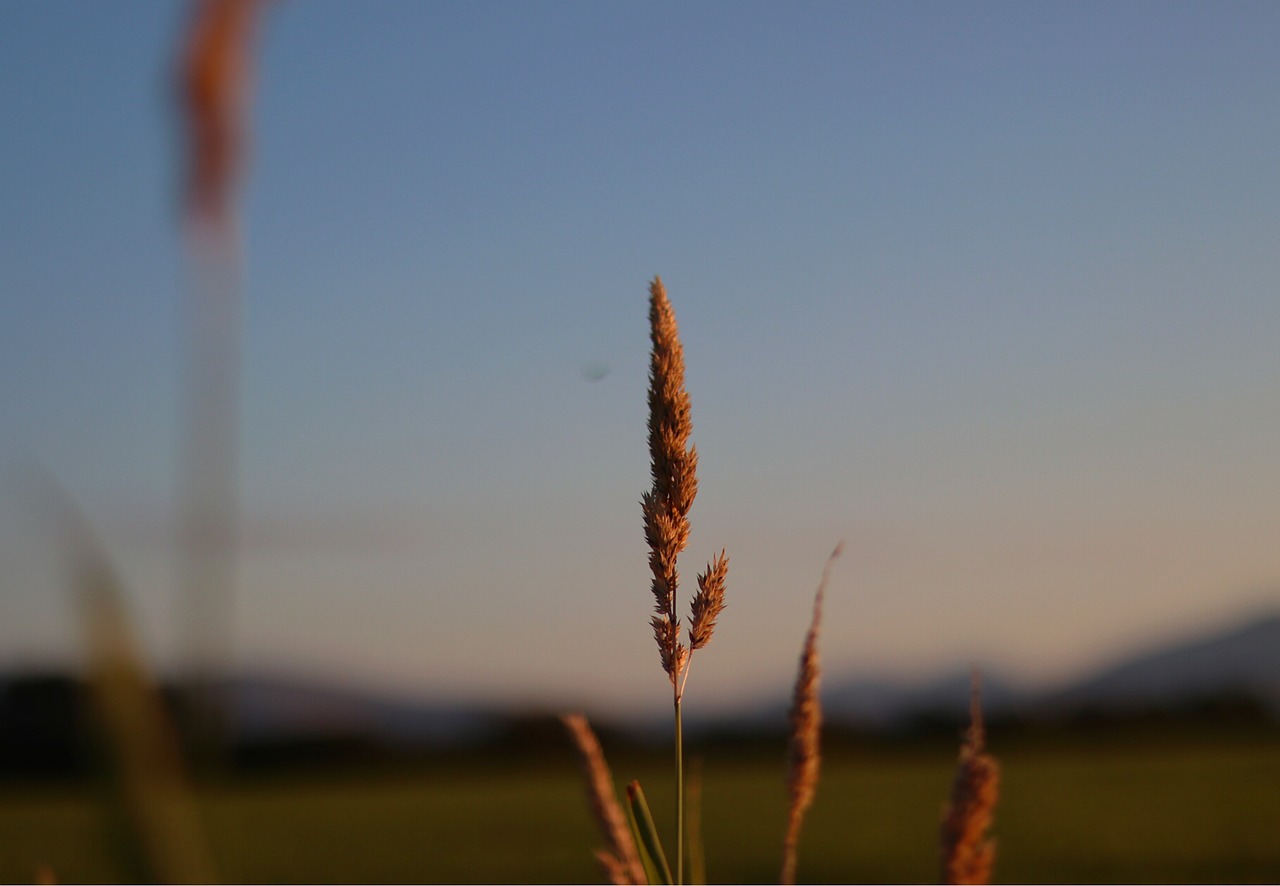 forrest  blue sky  nature free photo