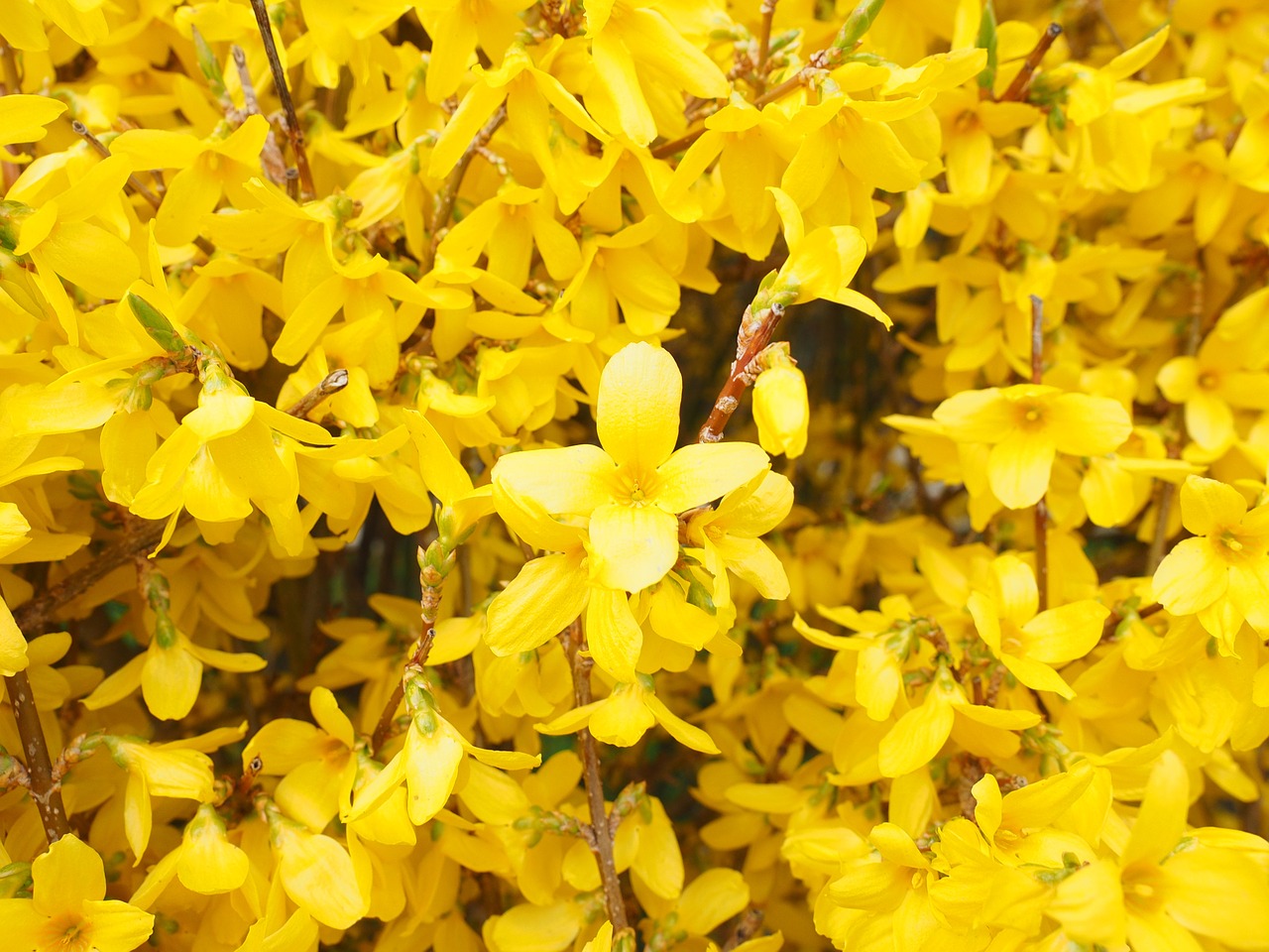 forsythia flowers yellow free photo