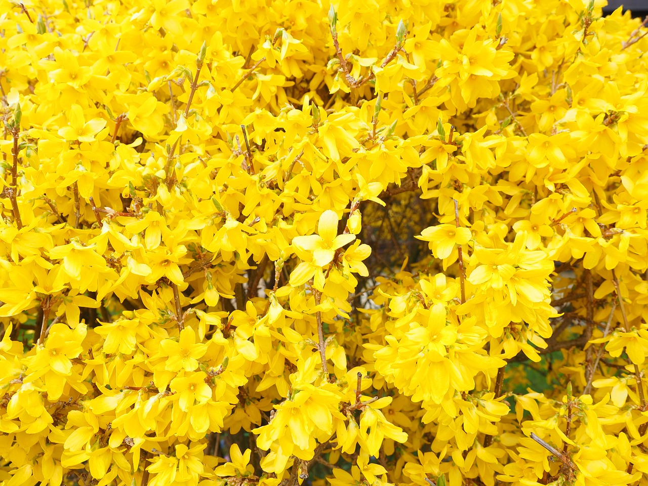 forsythia blossoms branches yellow free photo