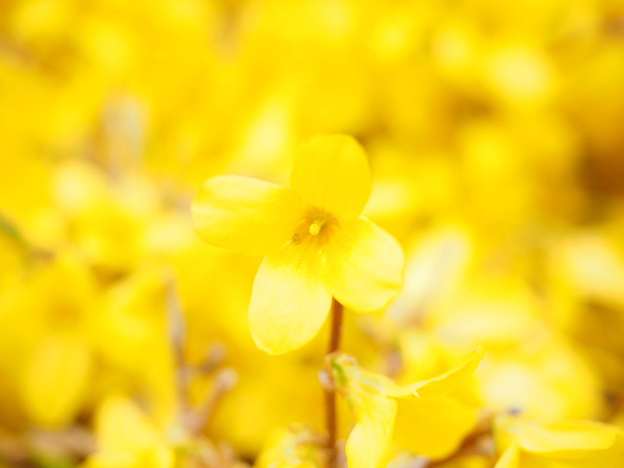 День весенний золотой. Форзиция Голден Белл. Весенние желтые ветви. Весенние цветы желтые текстура.