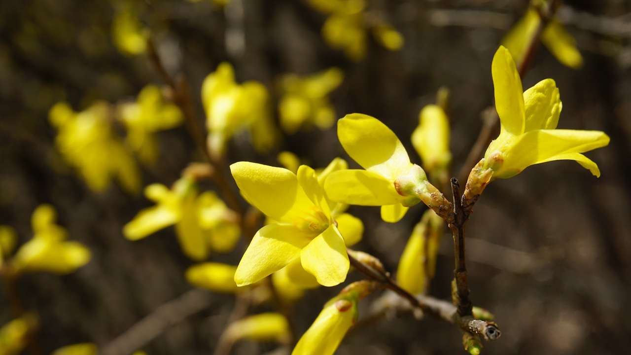 forsythia spring nature free photo