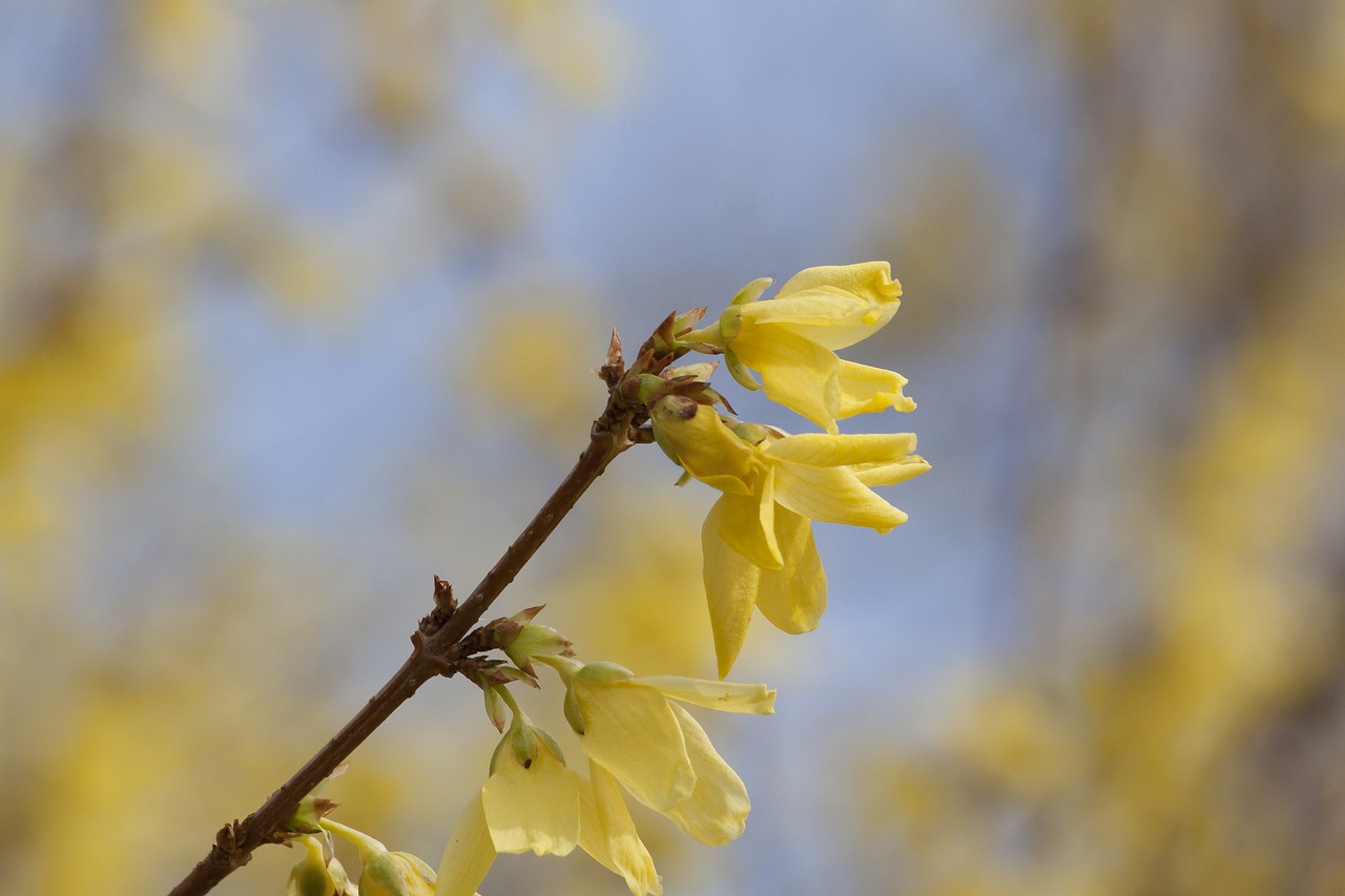 forsythia garden forsythia gold lilac free photo