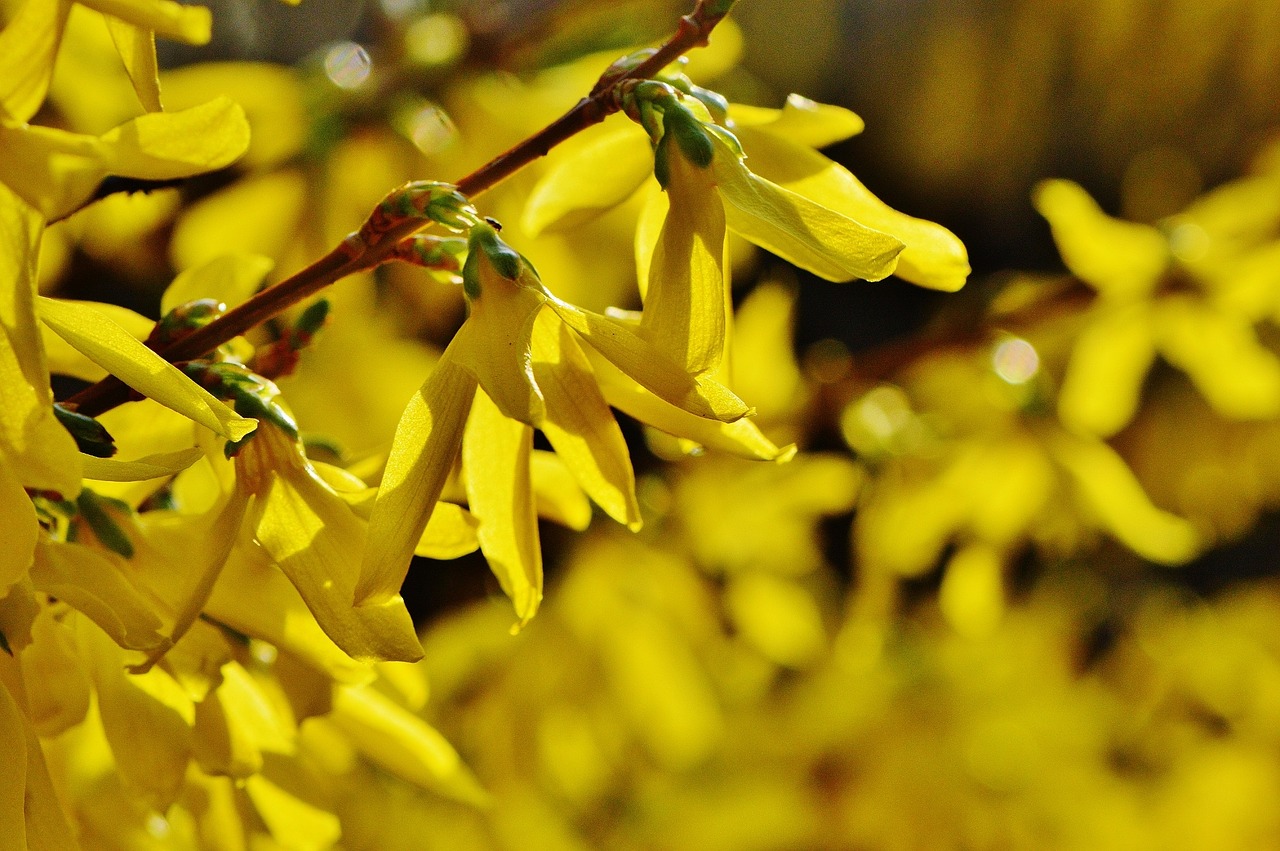 forsythia flowers yellow free photo