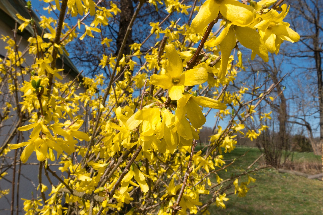 forsythia garden forsythia gold lilac free photo