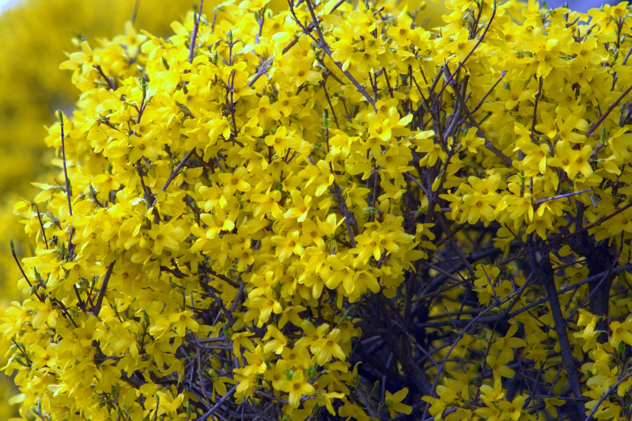 forsythia flowers yellow free photo