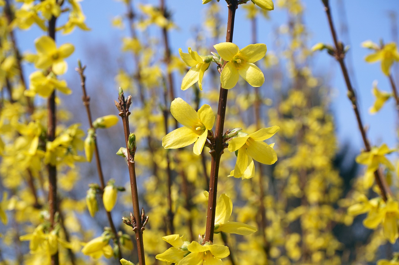 forsythia sepals gold lilac free photo