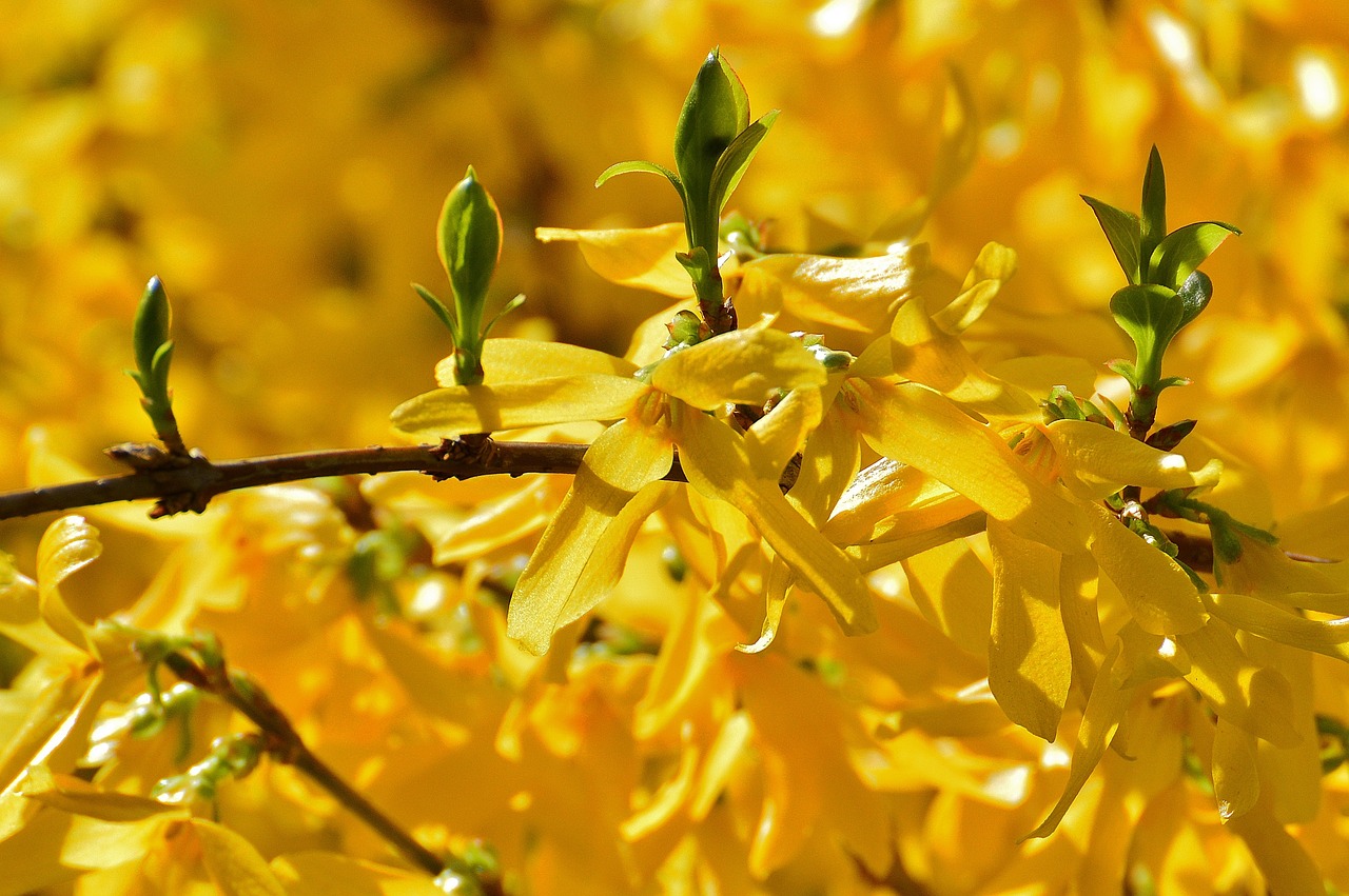 forsythia flowers yellow free photo