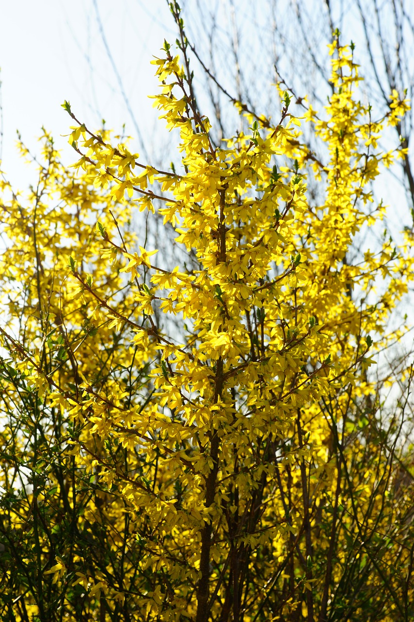 forsythia garden forsythia gold lilac free photo