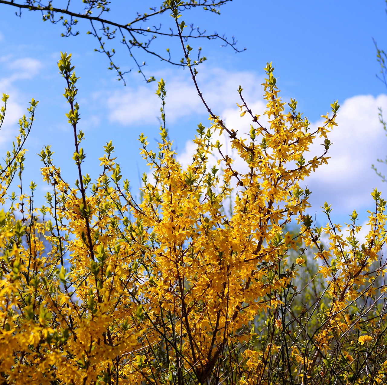 forsythia gold lilac blütenmeer free photo