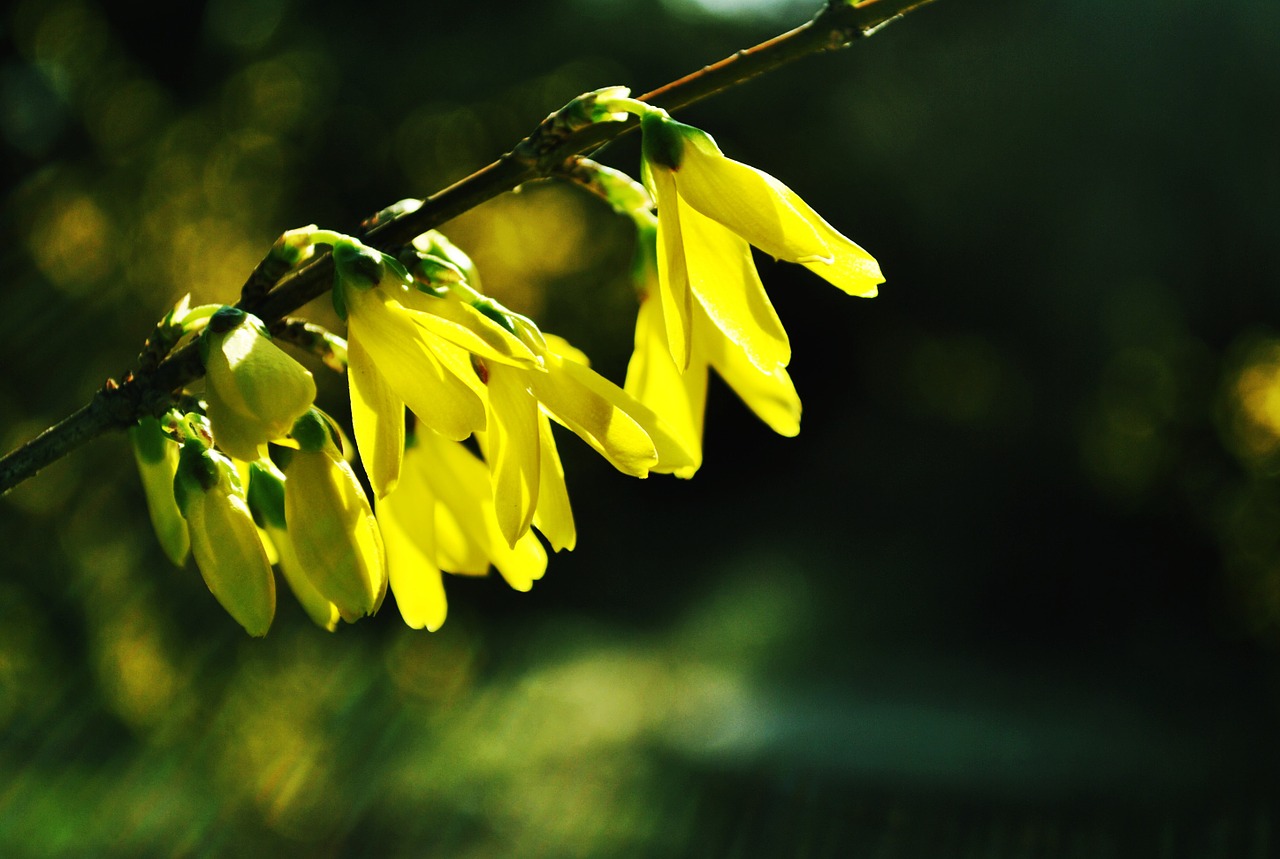 forsythia flower natural free photo