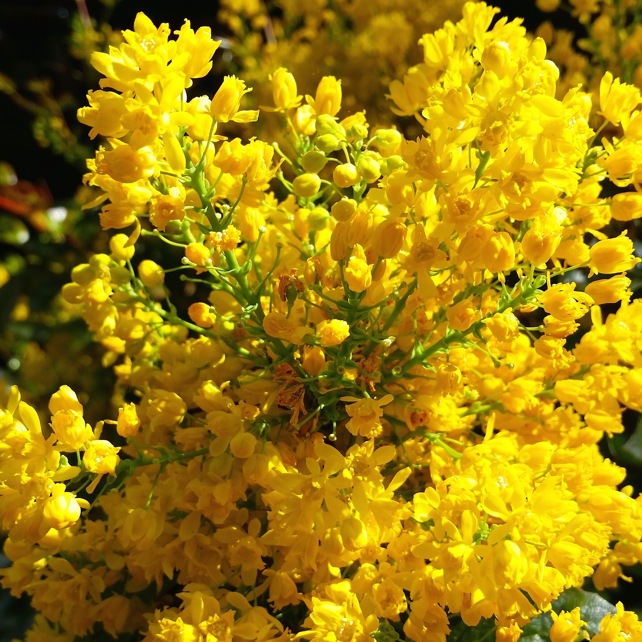 forsythia flowers bushes free photo