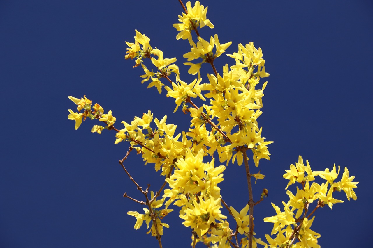 forsythia blossom bloom free photo