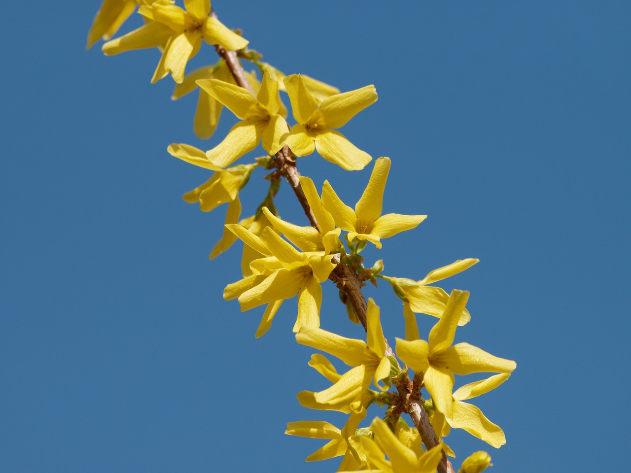 forsythia shrub yellow free photo