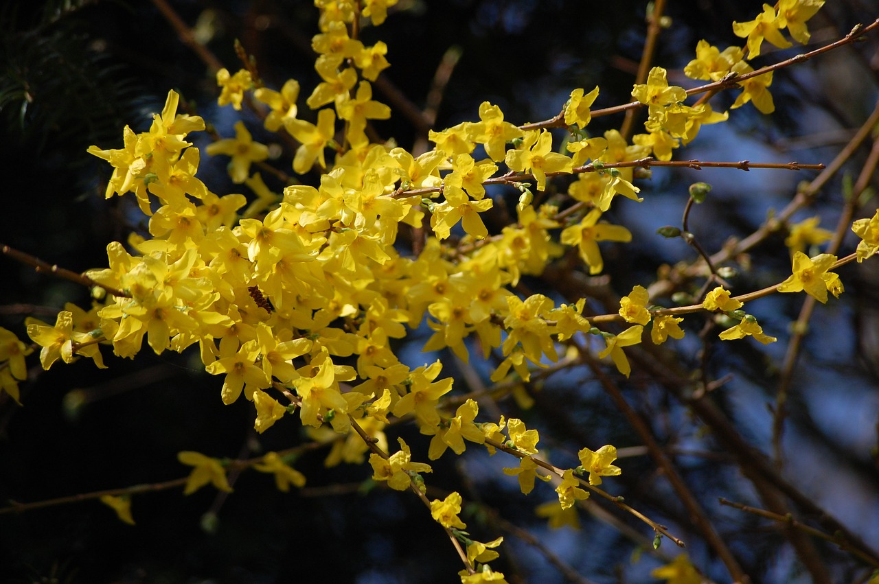 forsythia yellow plant free photo