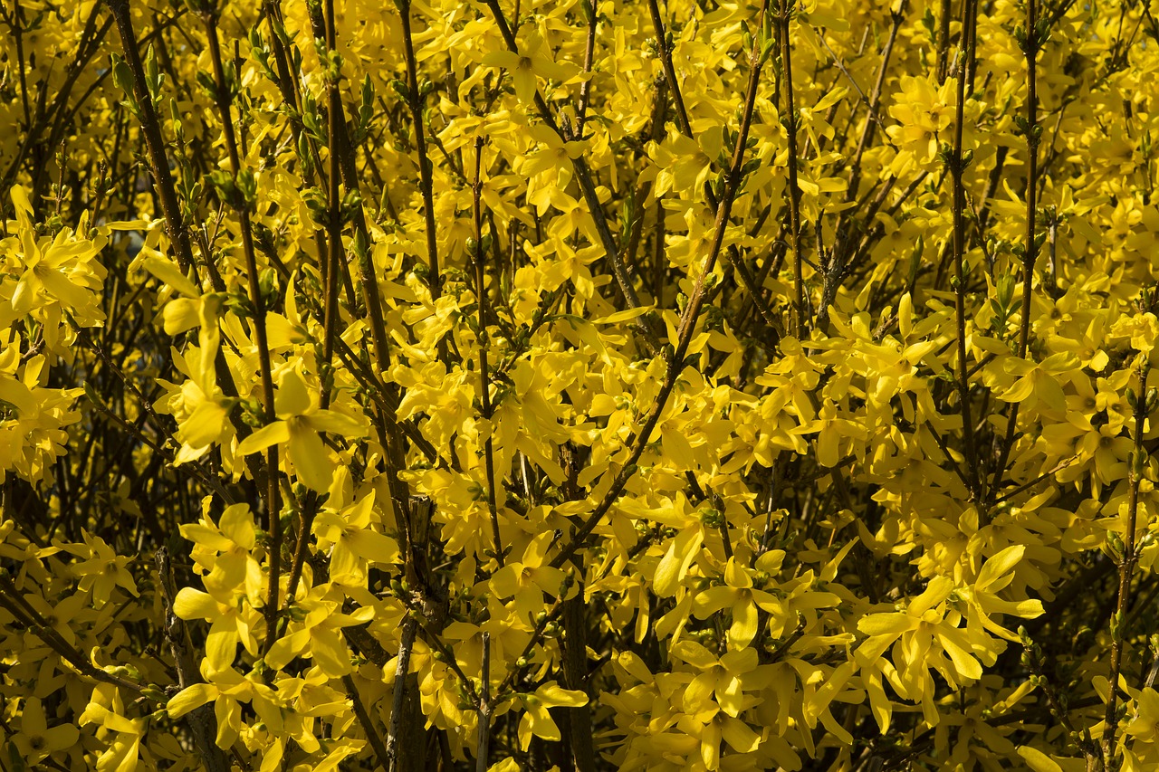 forsythia yellow flowers free photo