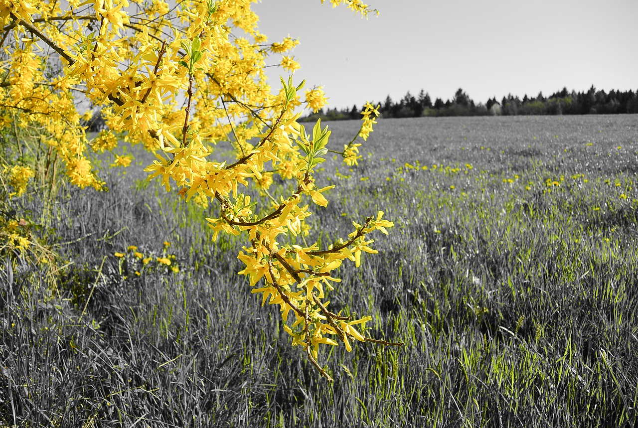 forsythia tree yellow free photo